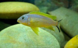 Metriaclima sp. 'daktari'